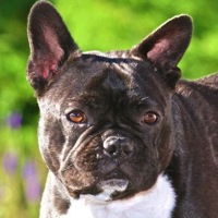 Donate to French Bulldog Rescue ― DONATIONS