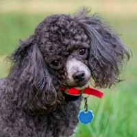 Donate to Poodle Rescue ― DONATIONS